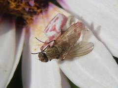 Thomisus citrinellus