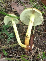 Hypholoma fasciculare