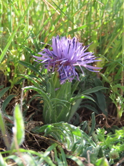 Carthamus mitissimus