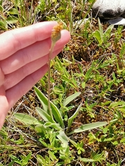 Tephroseris integrifolia