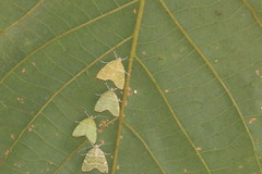 Glaphyria glaphyralis