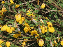 Cytisus cantabricus