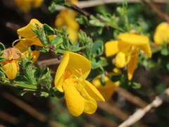 Cytisus cantabricus