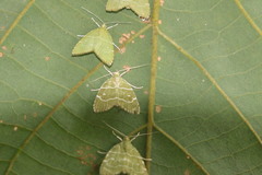 Glaphyria glaphyralis