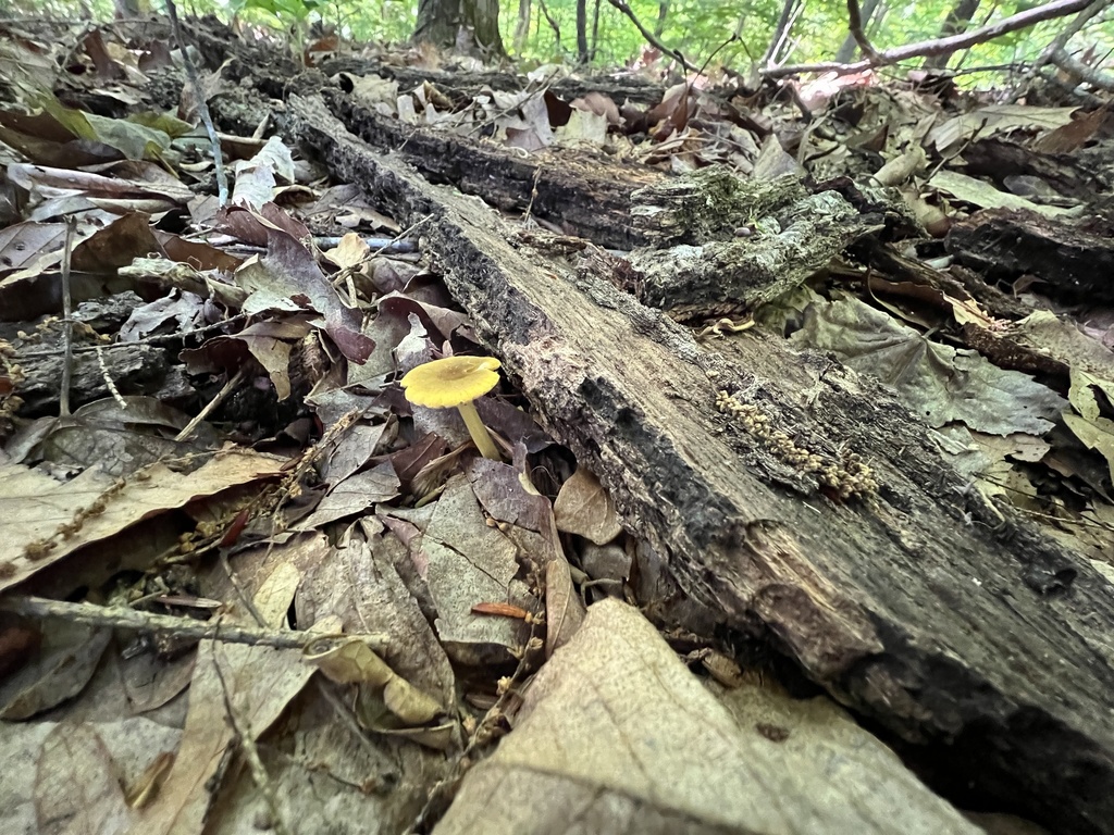 Yellow Deer Mushroom in June 2022 by Brian Hunt. With 365nm UV