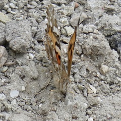 Vanessa cardui