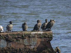 Nannopterum brasilianum