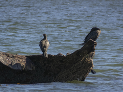 Nannopterum brasilianum