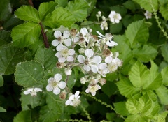Rubus
