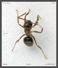 Nylanderia jaegerskioeldi