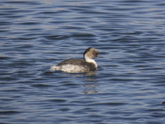 Podiceps occipitalis