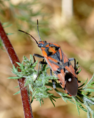 Spilostethus pandurus