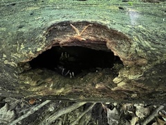 Xylaria corniformis