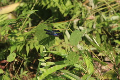 Rhyothemis plutonia