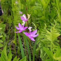 Calopogon tuberosus tuberosus