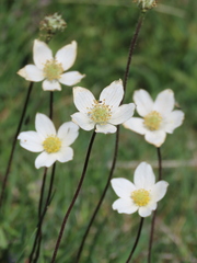 Anemone pavoniana