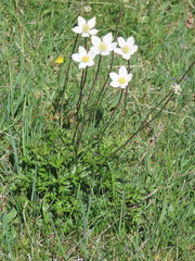 Anemone pavoniana