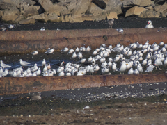 Leucophaeus pipixcan