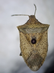 Euschistus variolarius