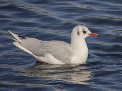 Chroicocephalus maculipennis