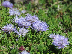 Globularia repens
