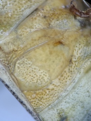 Euschistus variolarius