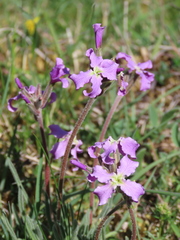 Matthiola perennis