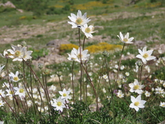Anemone pavoniana