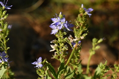 Veronica teucrium