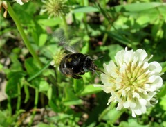 Anthophora retusa