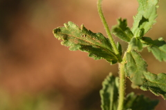 Veronica teucrium