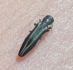 Agrilus bilineatus