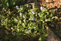 Veronica teucrium