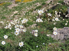 Anemone pavoniana