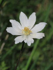 Anemone pavoniana