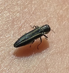 Agrilus bilineatus