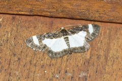 Heliomata cycladata