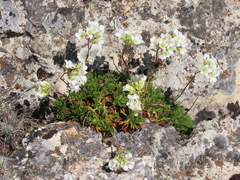 Saxifraga canaliculata