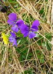 Viola declinata