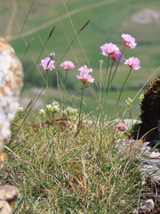 Armeria cantabrica