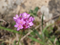 Armeria cantabrica