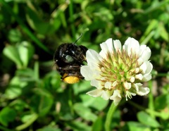 Anthophora retusa