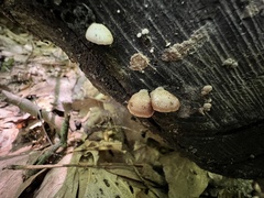 Crepidotus alabamensis