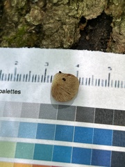 Crepidotus alabamensis