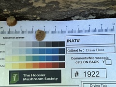 Crepidotus alabamensis