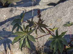Ricinus communis