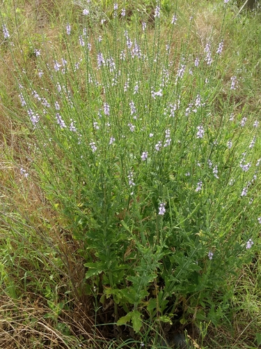 Gulf Vervain