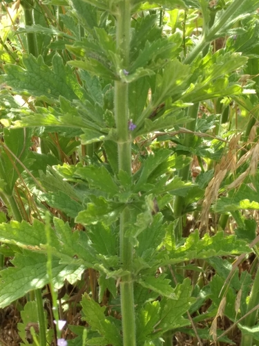 Gulf Vervain