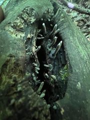 Xylaria corniformis