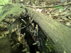 Xylaria corniformis